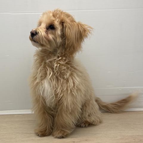 MIXマルチーズ×トイプードル