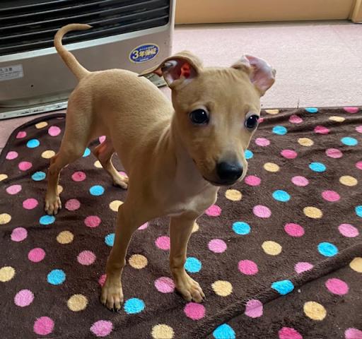 イタリアングレーハウンド