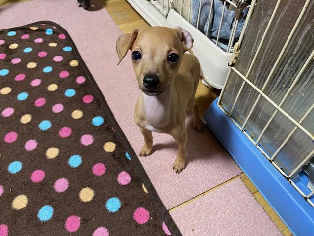 イタリアングレーハウンド