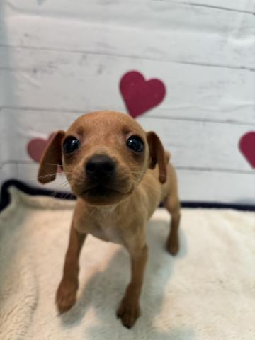 ミニチュアピンシャー子犬