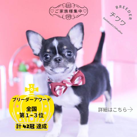 チワワ スムース