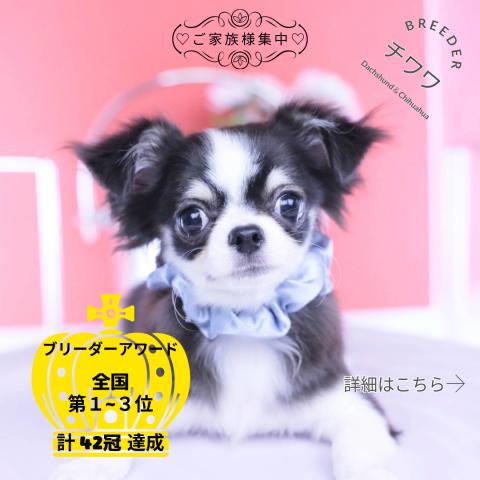 チワワ　ロング