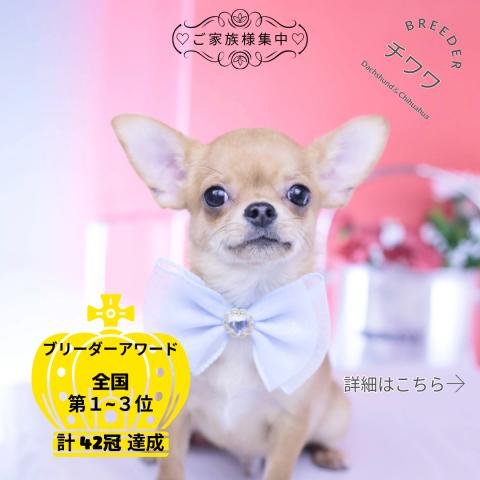 チワワ スムース