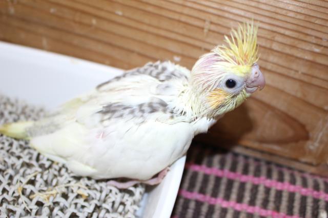 オカメ　挿し餌中