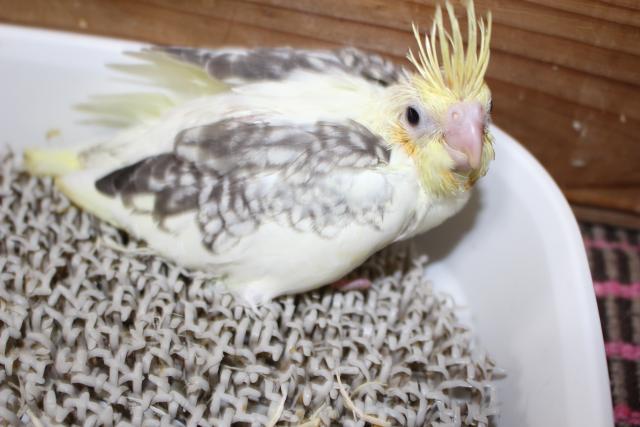 オカメ　挿し餌中