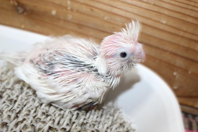 オカメ　挿し餌中