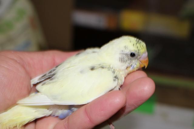 セキセイ　挿し餌中