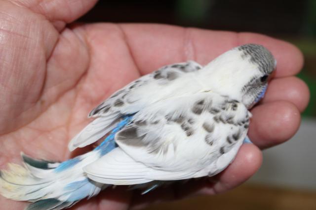 セキセイ　挿し餌中