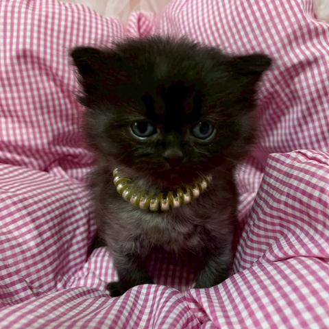 💎すてきな艶やかブラックカラー💎パパはチャンピオン👑