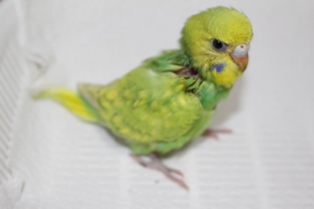 セキセイ　挿し餌中