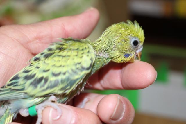 セキセイ　挿し餌中