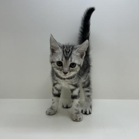 アメリカンショートヘアー