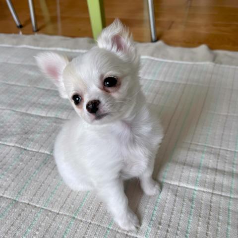 チワワ（ロングコート）