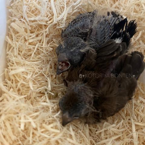 カノコスズメ（雛）