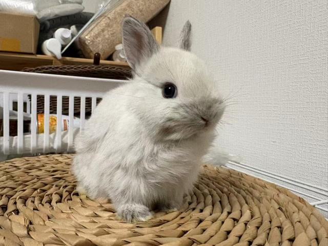 ネザーランドドワーフ