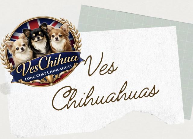 Ves Chihuahuas