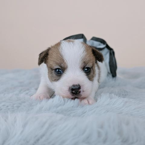 ジャックラッセルテリア