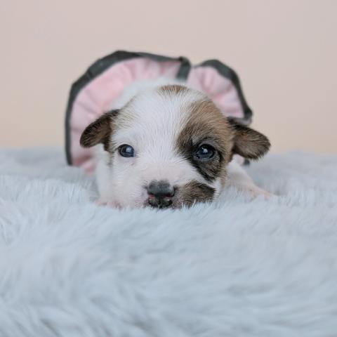 ジャックラッセルテリア