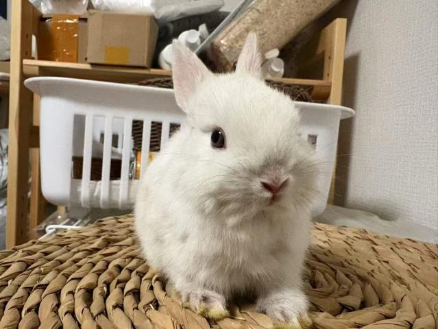 ネザーランドドワーフ