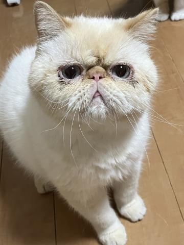 エキゾチックショートヘアー