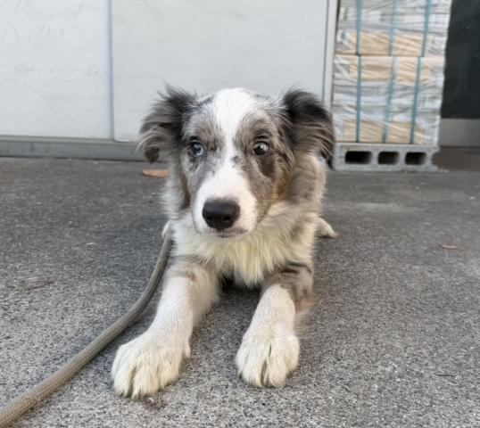 ボーダーコリー