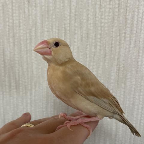 シナモン文鳥