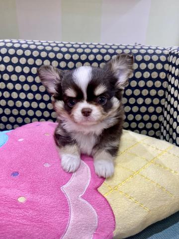 チワワ(ロングコート)