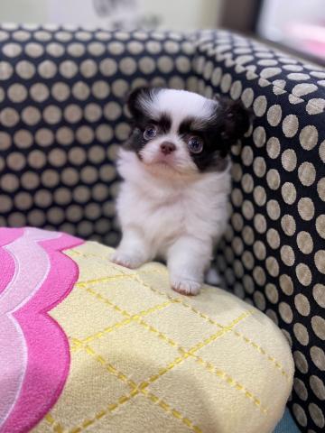 チワワ（ロングコート）