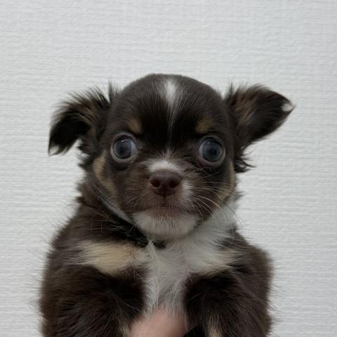 チワワ（ロングコート）