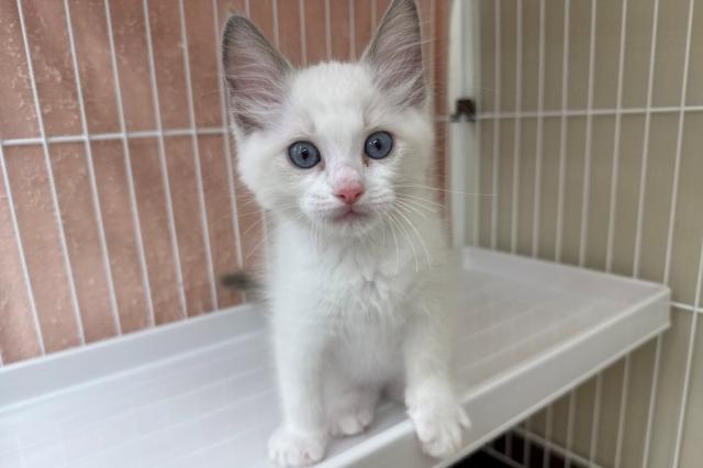 ラグドール（260330）