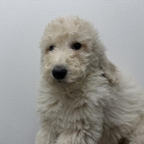 mix（ゴールデンレトリバー×スタンダードプードル）