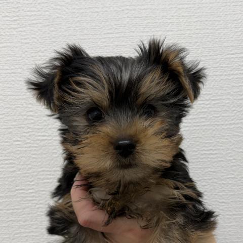 ヨークシャーテリア