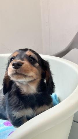 ミニチュアダックスフンド