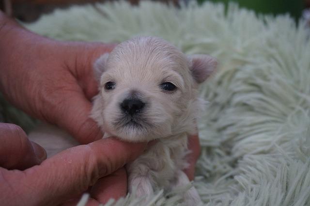 MIXマルプー3月2日生まれ