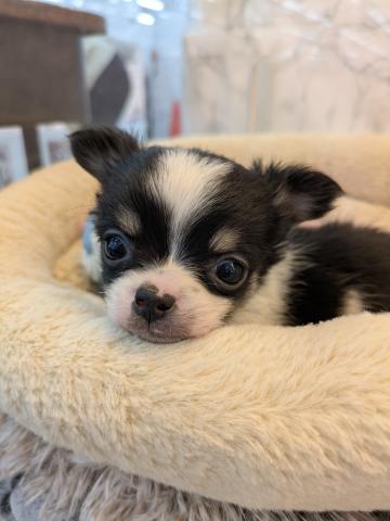 チワワ（ロングコート）