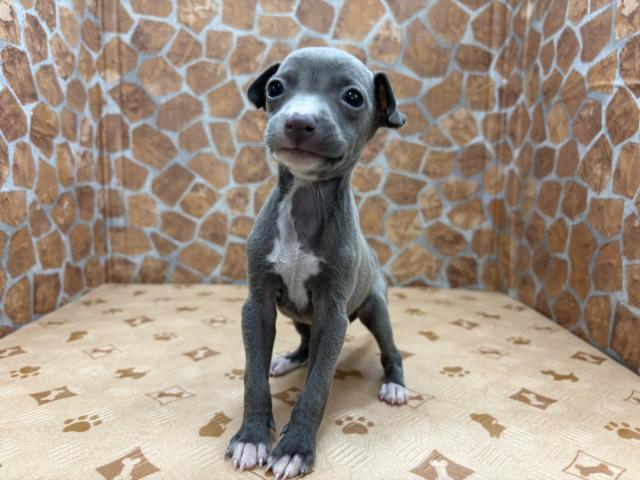 イタリアングレーハウンド