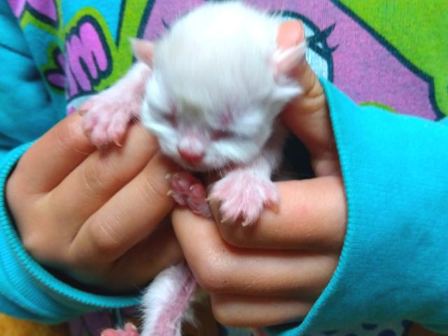 ミヌエット（旧ナポレオン）