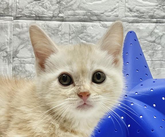 スコティッシュフォールド