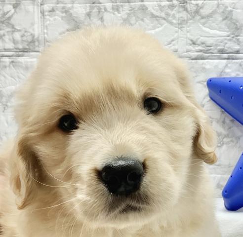 ゴールデンレトリーバー