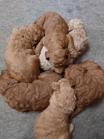 スタンダードプードル