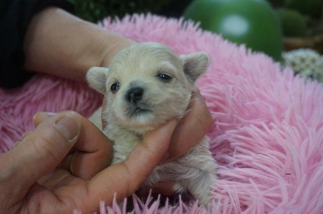 MIXマルプー3月2日生まれ