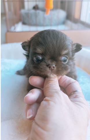 チワワ（ロングコート）