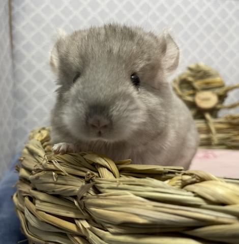 チンチラ ベージュ