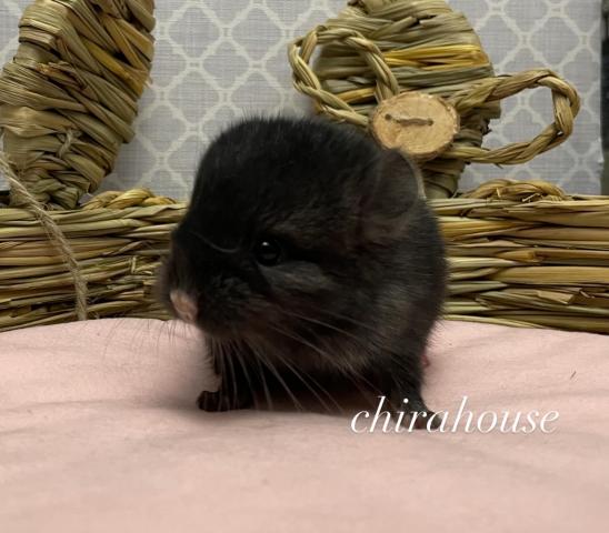 チンチラ ダークエボニー