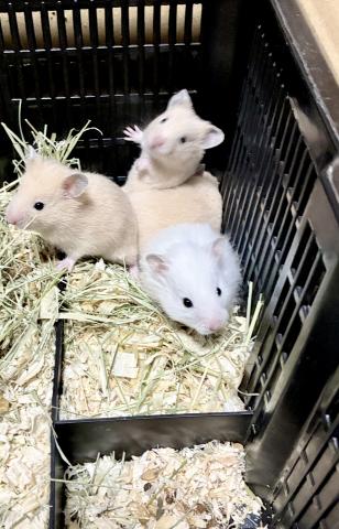ハムスター 長毛ハムスターベビー☘️