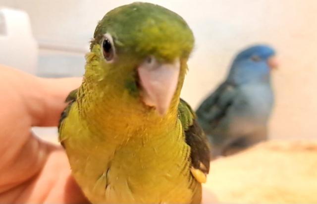 サザナミインコ オリーブ