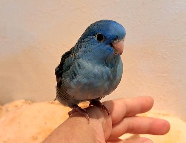 サザナミインコ コバルト