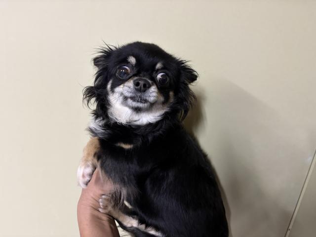 チワワ(ロングコート)