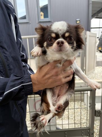 チワワ(ロングコート)