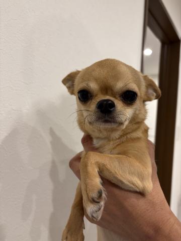 チワワ(スムースコート)